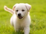 dog1
